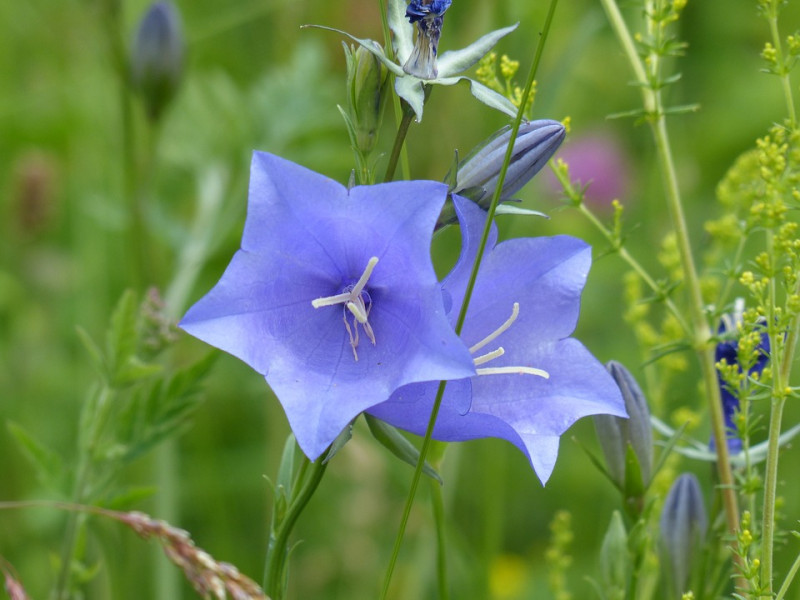 Campanula rotundifolia – Grasklokje - inheemse waardplant - tuinen - heemtuinen - ecologische planten